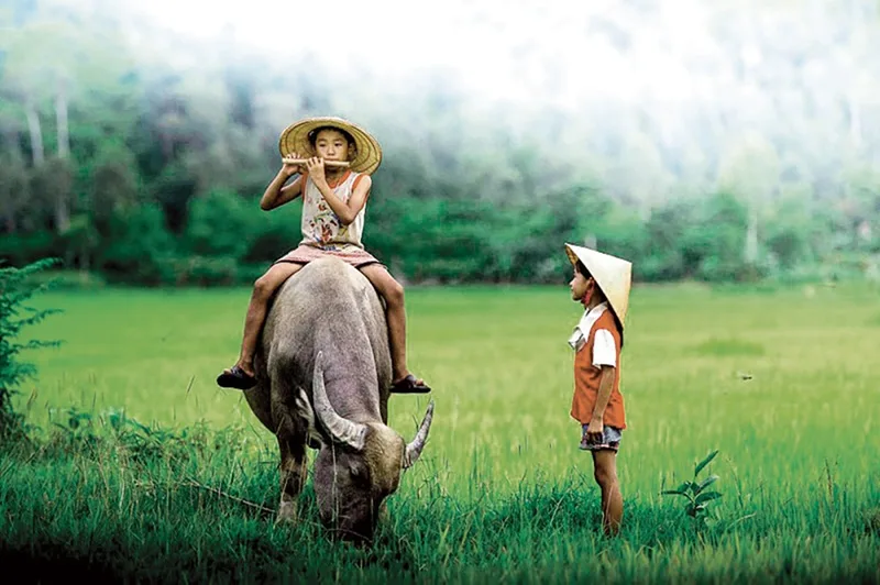 Hình ảnh cưỡi trâu đen thong dong báo hiệu sự nghiệp của bạn đang trên đà thăng tiến vững chắc.