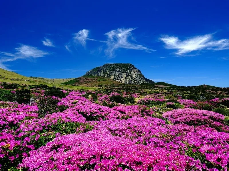 Hallasan là biểu tượng thiên nhiên của đảo Jeju Hàn Quốc, với dấu ấn núi lửa và cảnh quan thay đổi theo mùa.