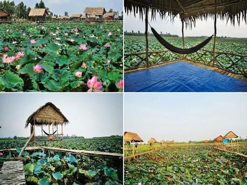 Đồng Tháp – vùng đất sen hồng với cảnh sắc thiên nhiên bình dị và hấp dẫn